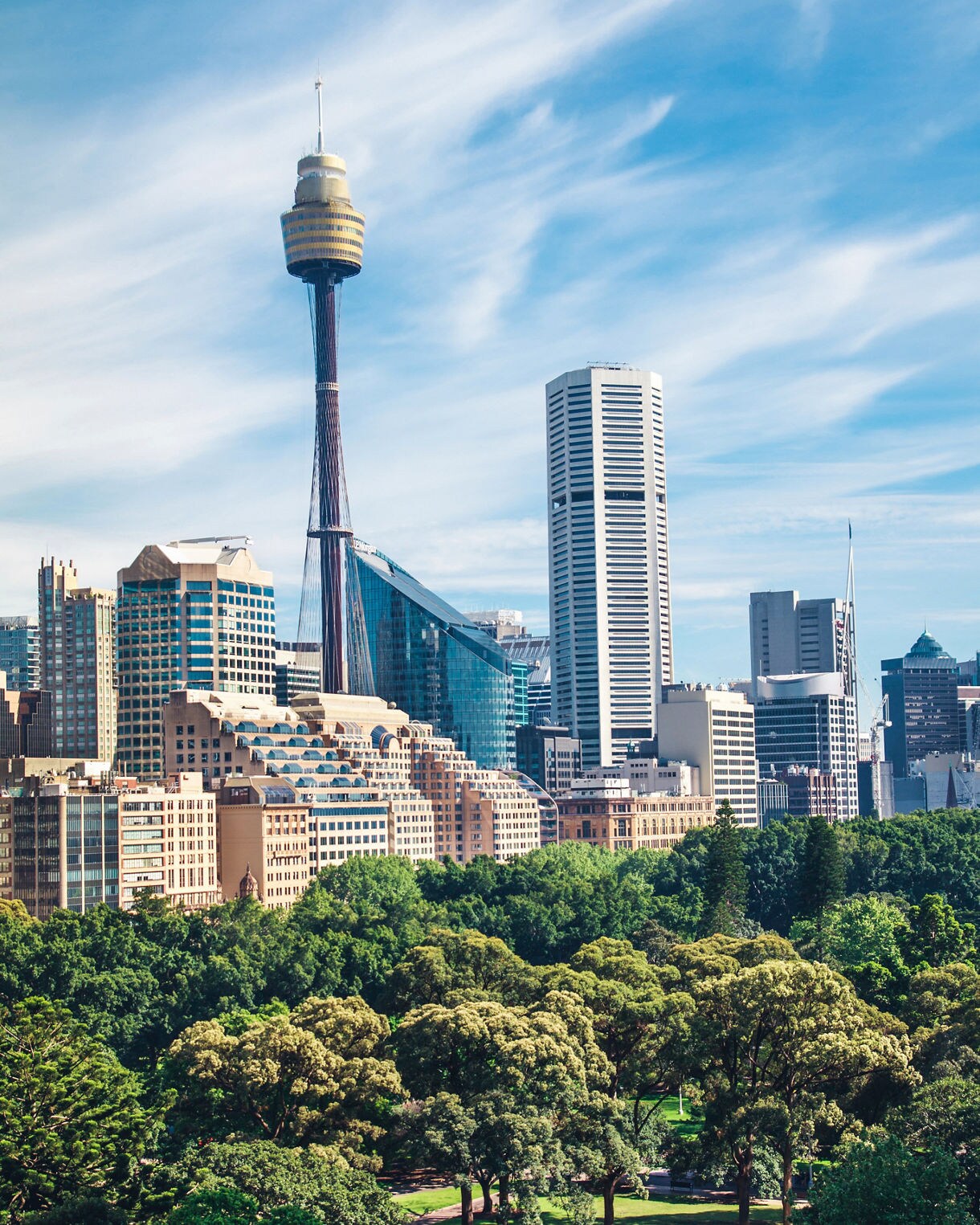 Vertical view of Sydney’s skyline with Sydney Tower standing tall among modern high-rises, overlooking a dense canopy of green trees in a sunny city park.
