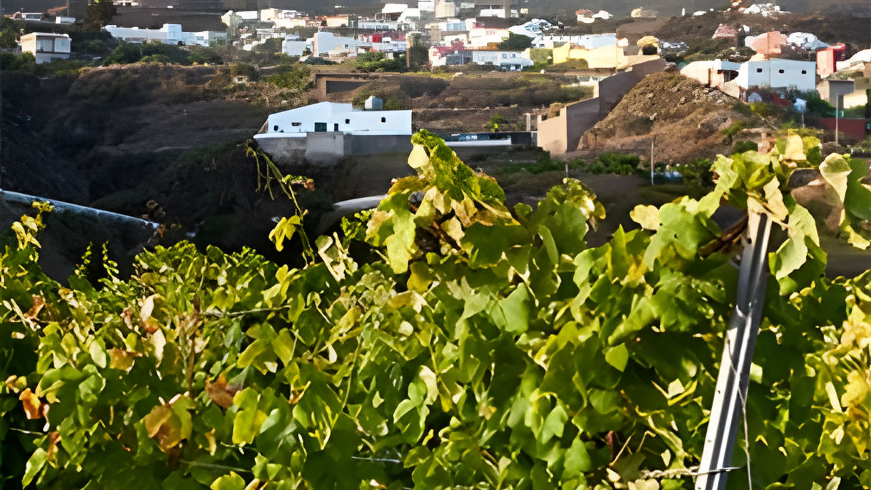 National Geographic Day Tour - wine in the Canary Islands, a Sensory Experience