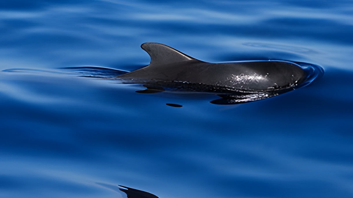 Whale Watching by Catamaran