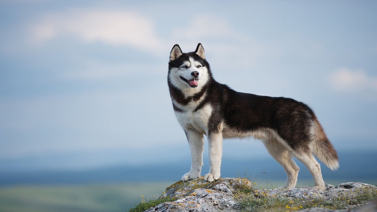 Polar Museum & Husky Wilderness Camp