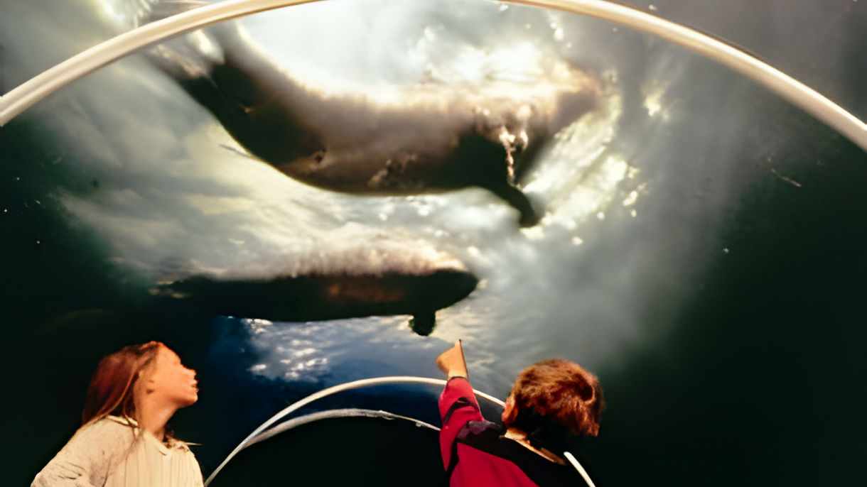 Easy Tromso: Polaria Arctic Center & Cathedral
