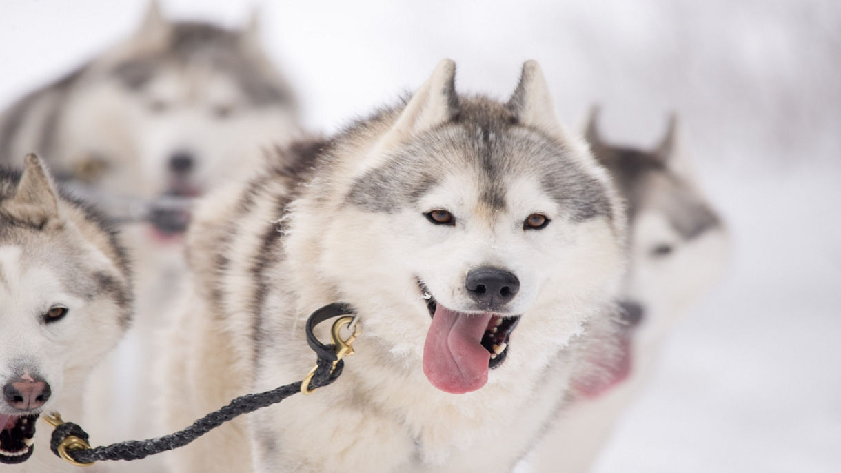Husky Wilderness Camp & Dog Sled Ride on Wheels