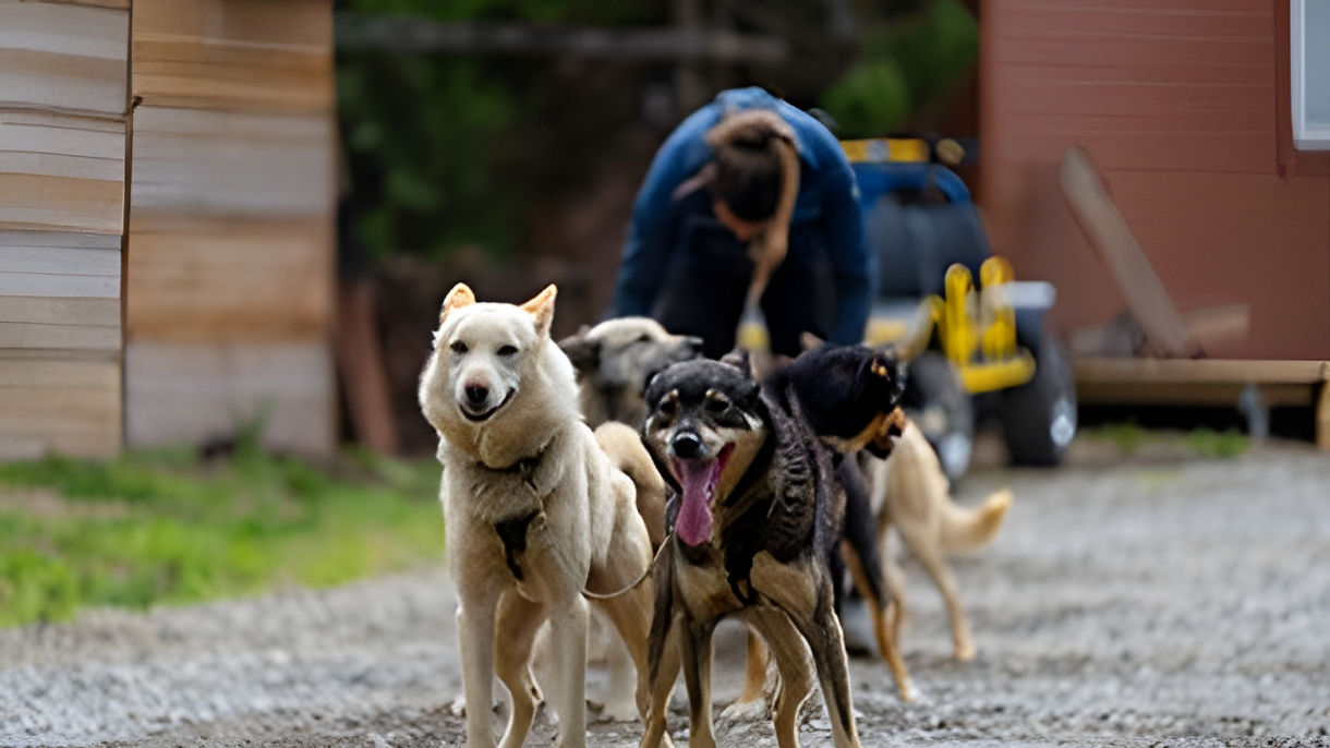 Husky Wilderness Camp & Dog Sled Ride on Wheels