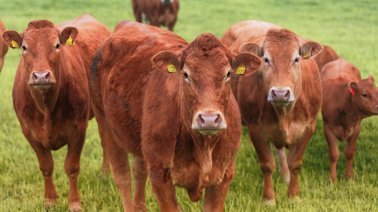 Traditional Norwegian Farm Experience and Tasting