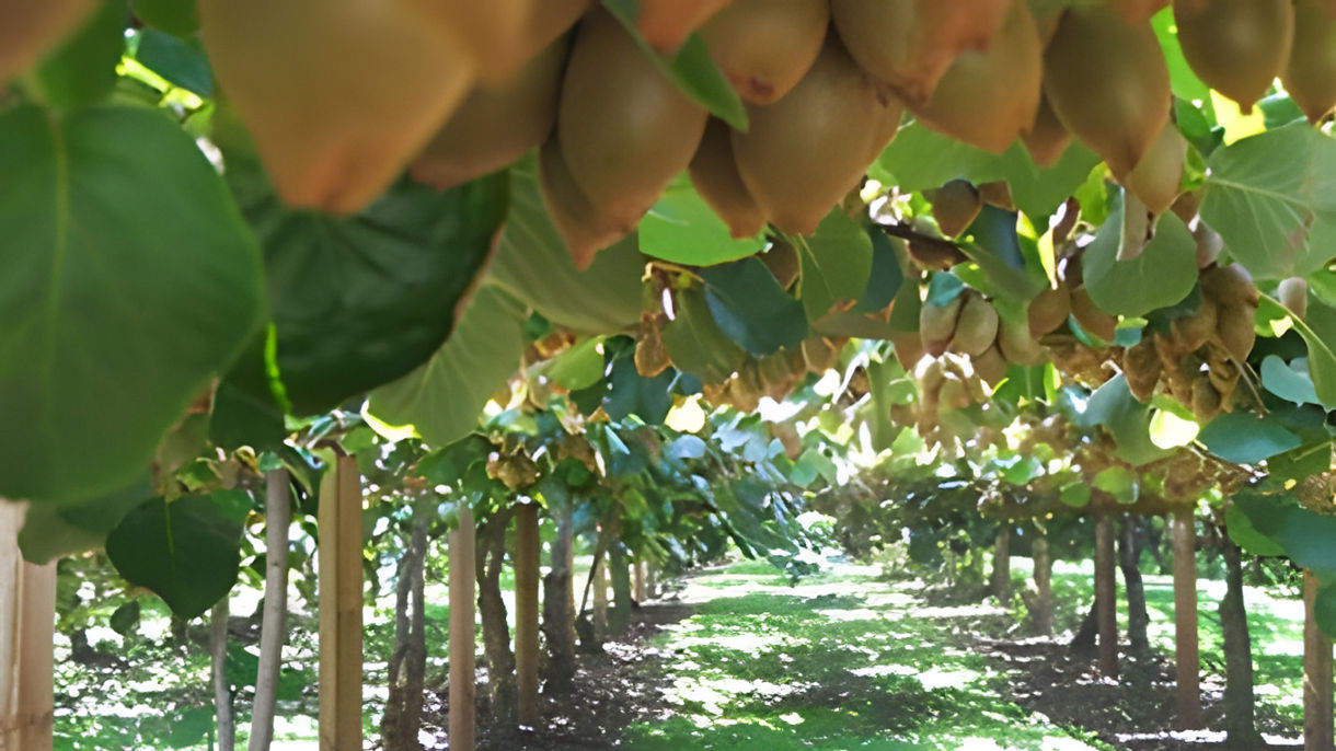 Elms and Orchards: Stories of Tauranga