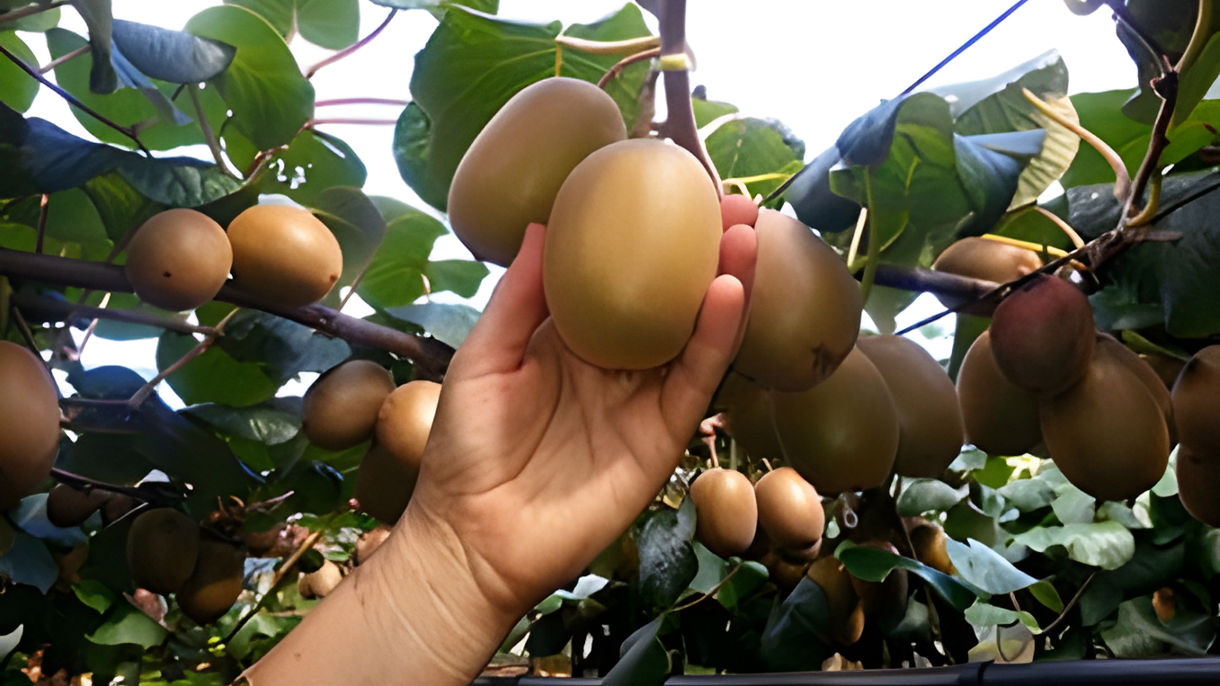 Glorious Bay of Plenty: Rich Land, Rich Culture