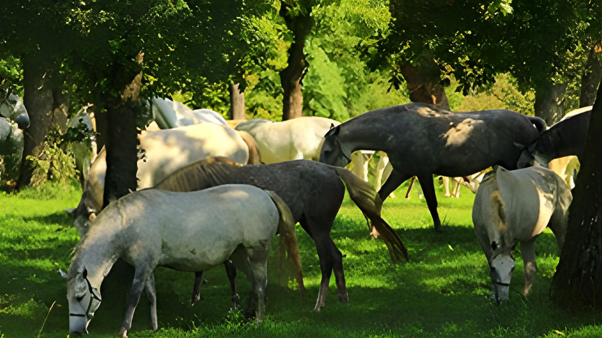 LIPICA STUD FARM & HORSE PERFORMANCE