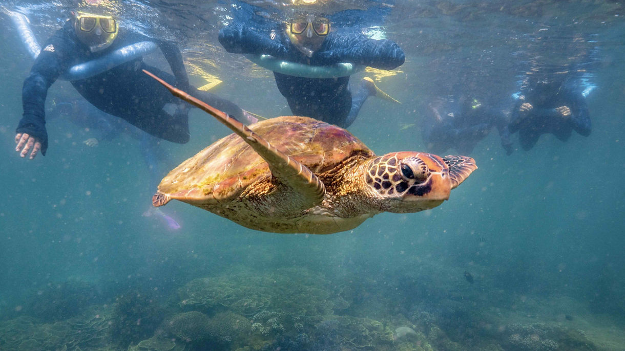 Secluded Bays & Reef Explorer – Magnetic Island