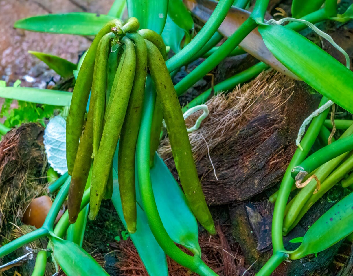 Close-up of green vanilla pods growing on a vine at a plantation in Taha’a, surrounded by vibrant tropical foliage.
