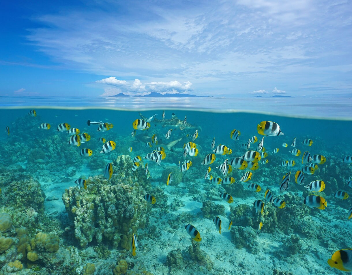 Underwater view of colorful butterflyfish swimming over coral reefs in Taha’a’s lagoon, with blue sky and island visible above the surface.