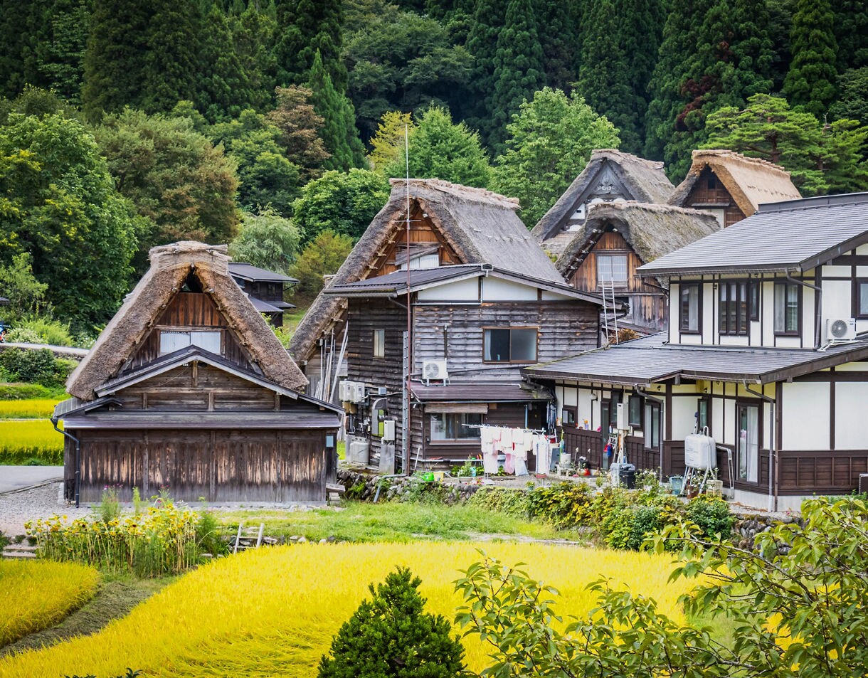 A cluster of traditional thatched wooden houses and modern homes bordered by bright yellow rice paddies with dense green trees rising behind them.