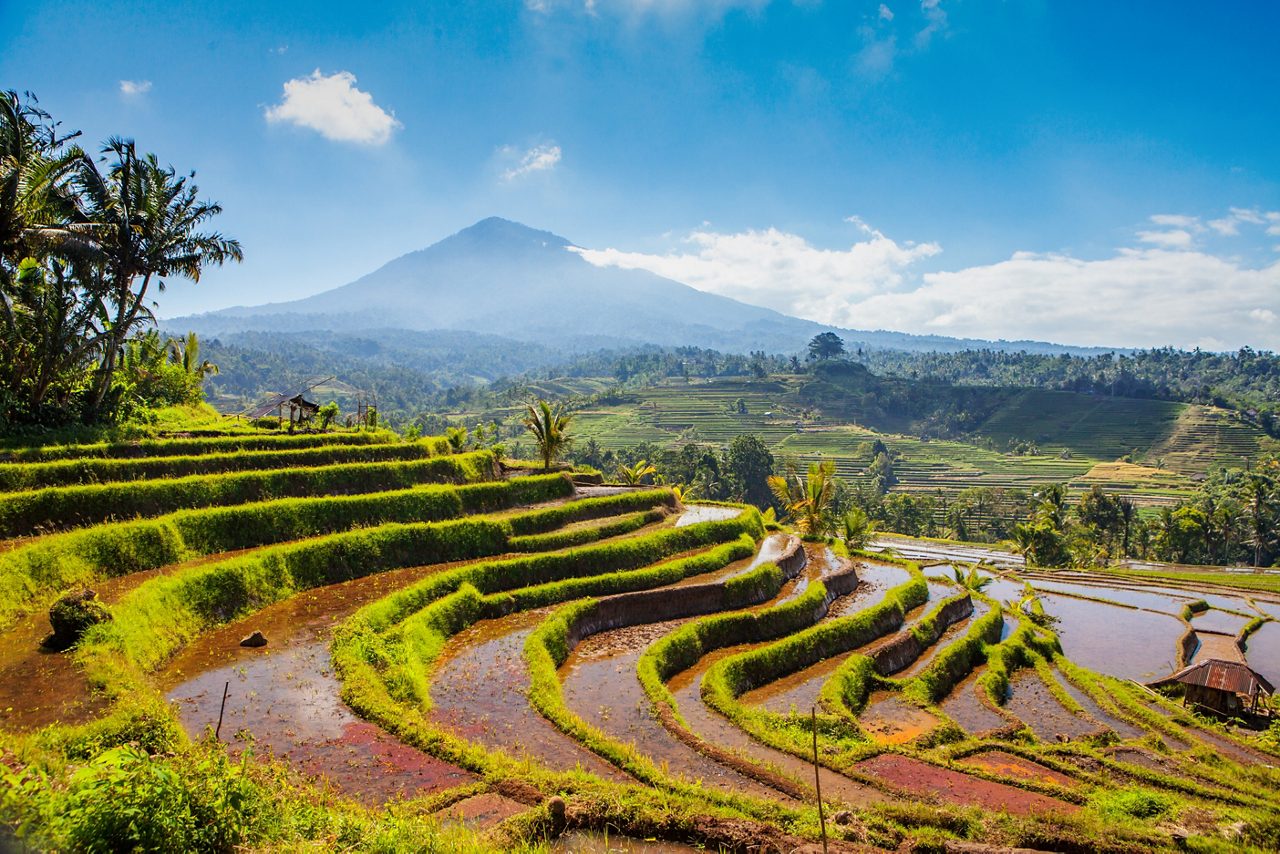 Terraced rice paddies glowing in the sun, with water-filled levels curving down the hillside, surrounded by tropical plants and backed by a hazy mountain range under a bright blue sky.