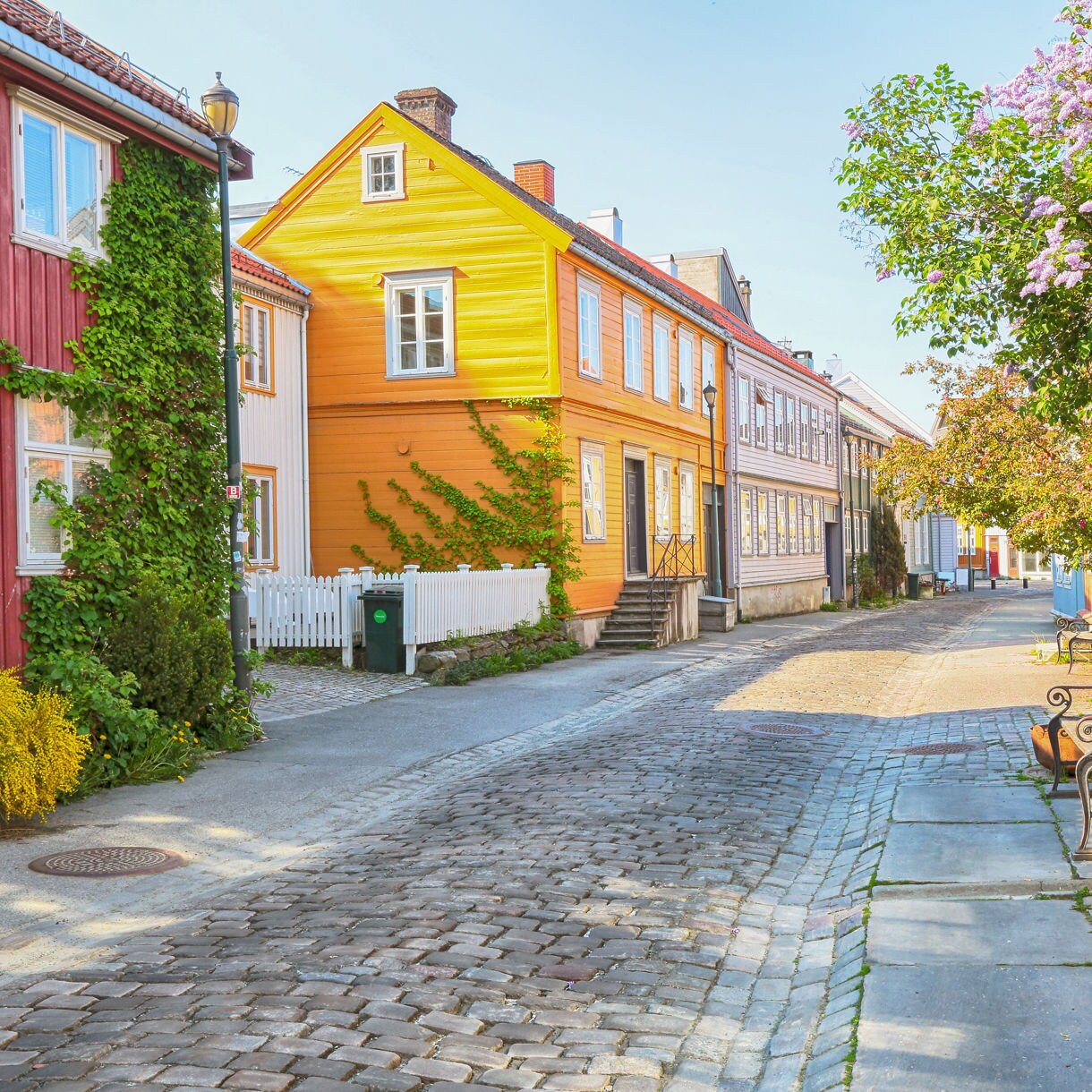 Sunlit cobblestone street in Trondheim’s Bakklandet district lined with red, yellow and white wooden houses, green ivy and blooming trees.