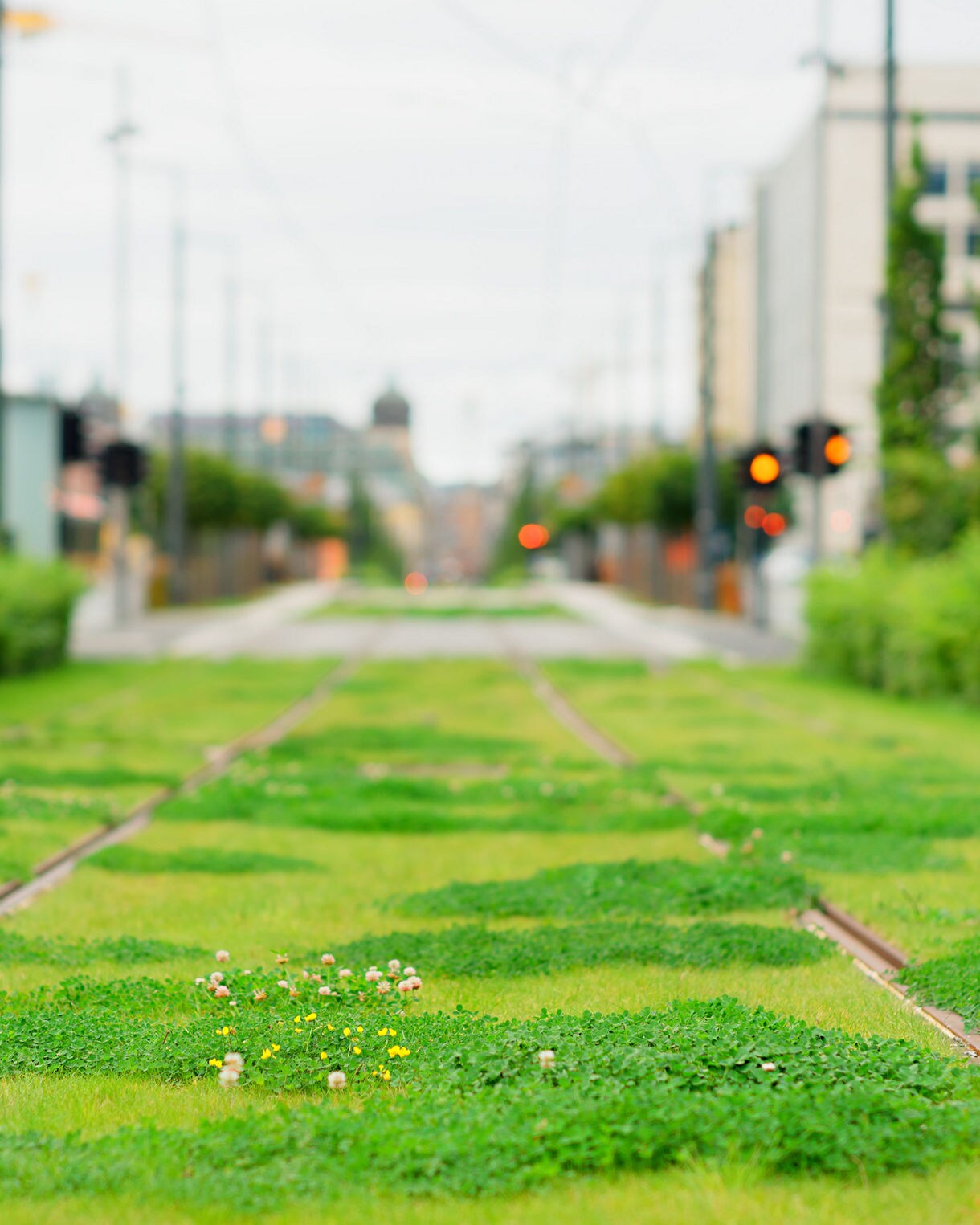 Low-angle view of grassy tram tracks with patches of clover and wildflowers, lined by hedges and city buildings in Trondheim.