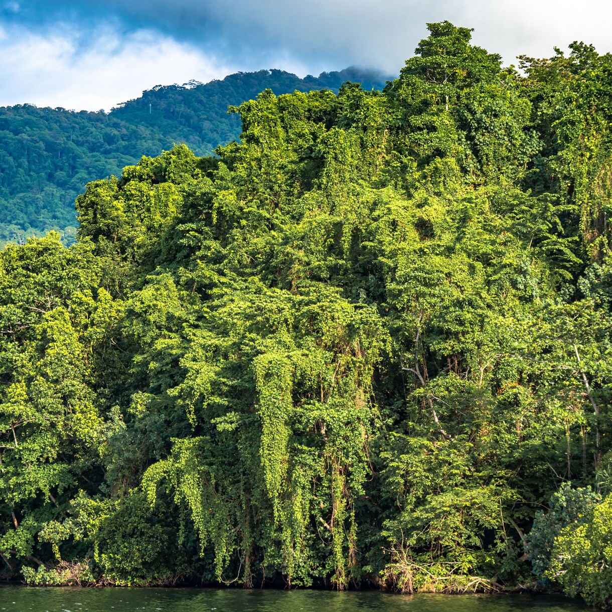 Dense tropical jungle cascading down a hillside, filled with vibrant green foliage and hanging vines, with mist-covered mountains towering in the background above a dark, still shoreline.
