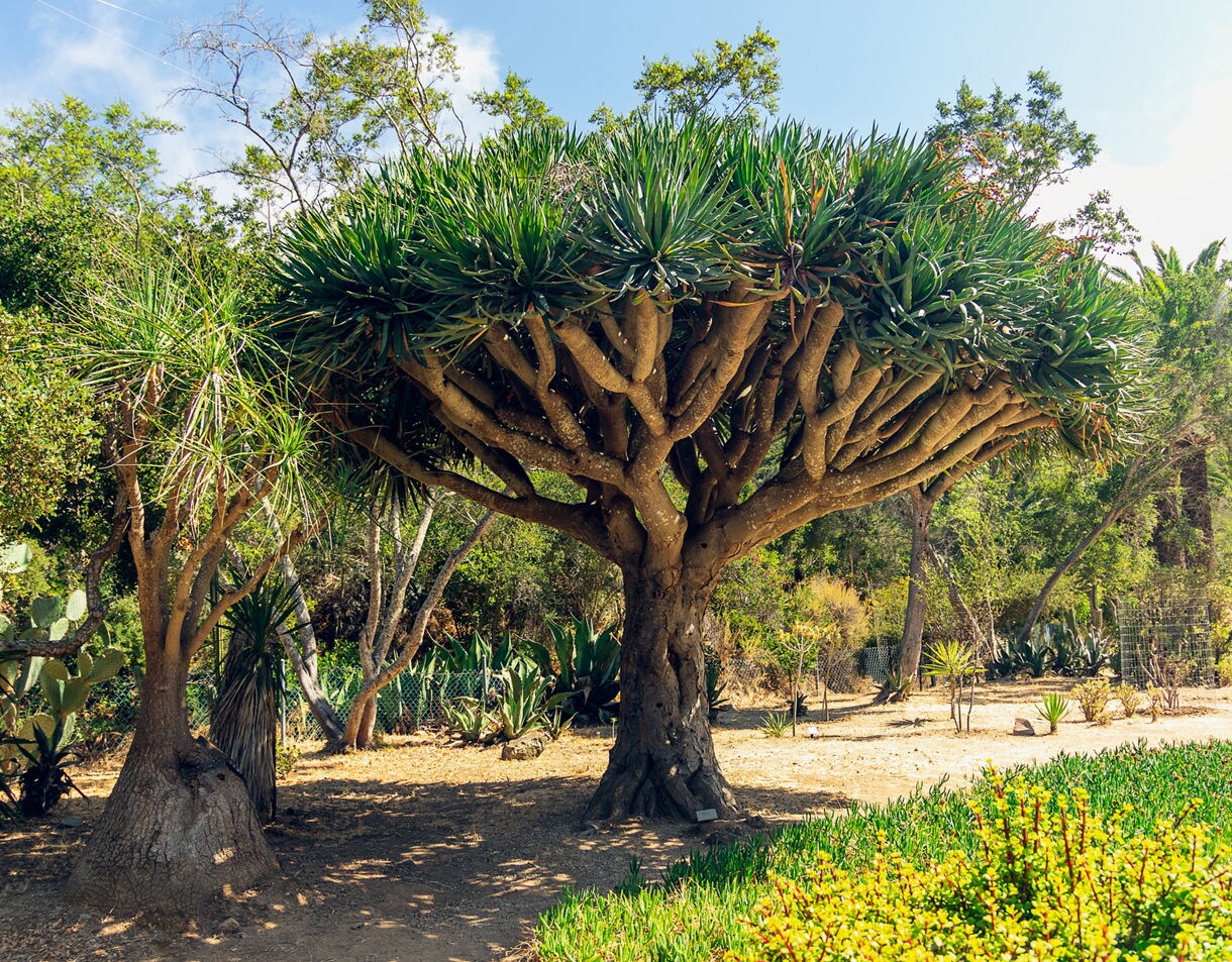 Large dragon tree with a wide, umbrella-like crown surrounded by sunlit desert plants and greenery.