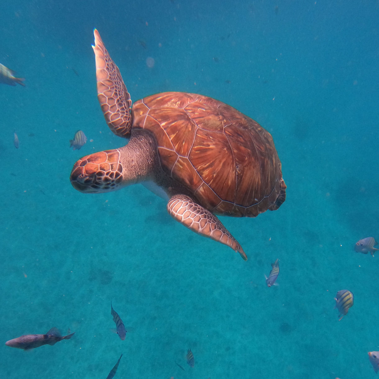 Underwater view of a sea turtle swimming in clear turquoise water, its patterned shell and flippers visible as small striped fish surround it.