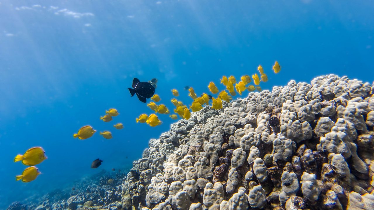 Underwater scene showing bright yellow tang fish swimming around coral formations in the clear blue waters of Two Step, Hawaii.