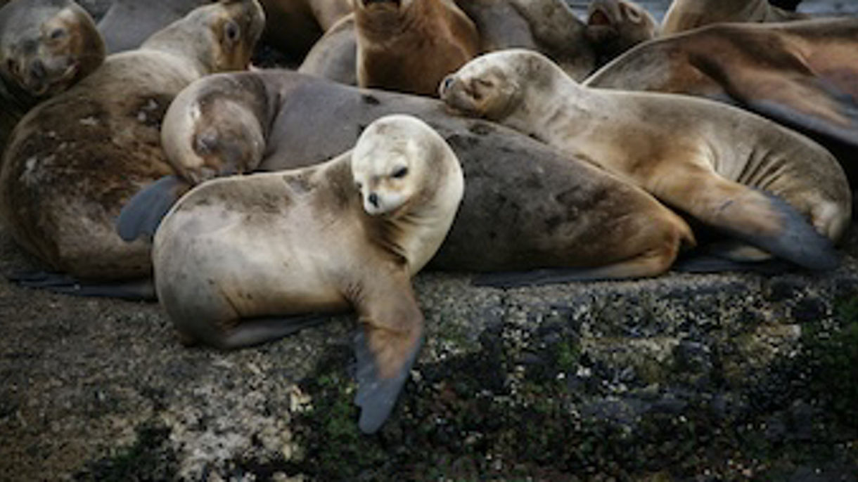 Beagle Channel Wildlife Cruise