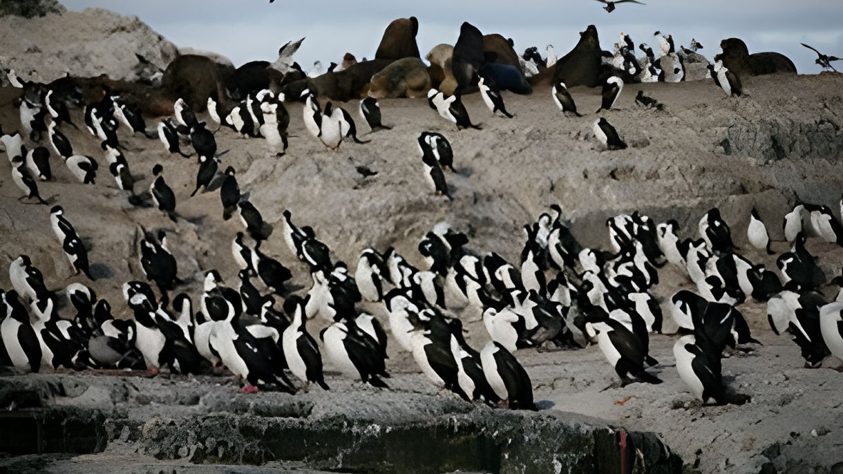 Beagle Channel Wildlife Cruise