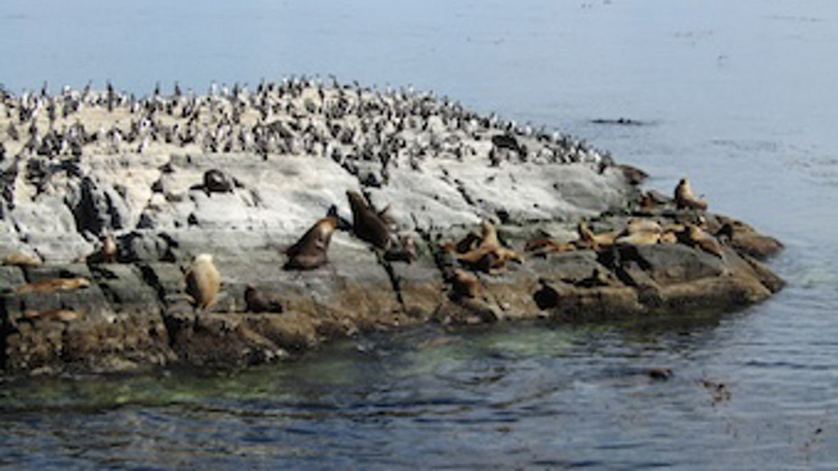 Beagle Channel by Catamaran & Magellan Penguin Rookery