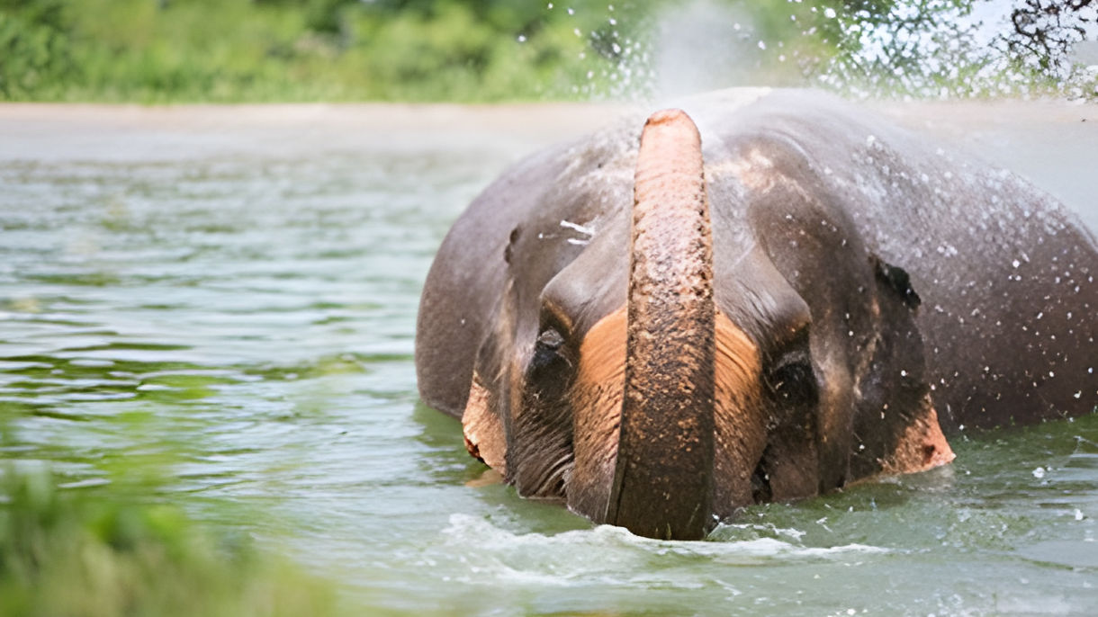 Samui Elephant Kingdom Sanctuary