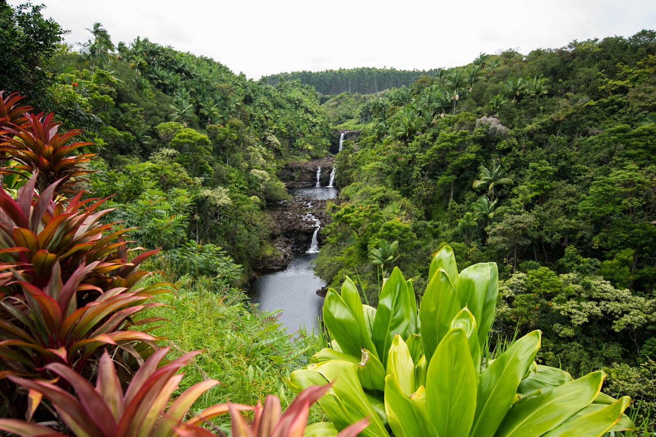 Multi-level waterfall flowing down a green canyon surrounded by dense tropical vegetation and colorful foreground plants.