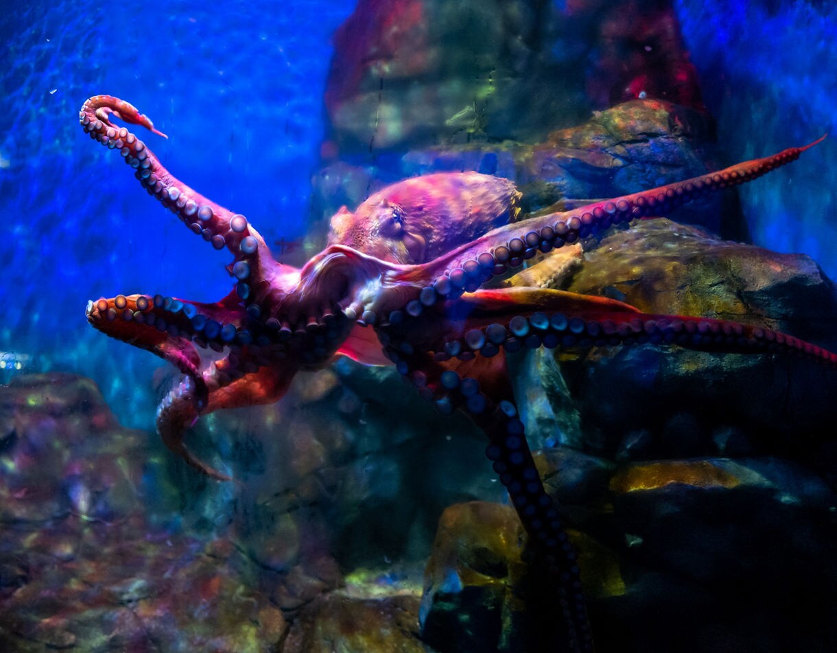 A large octopus with outstretched tentacles illuminated in blue and purple light inside an aquarium tank.