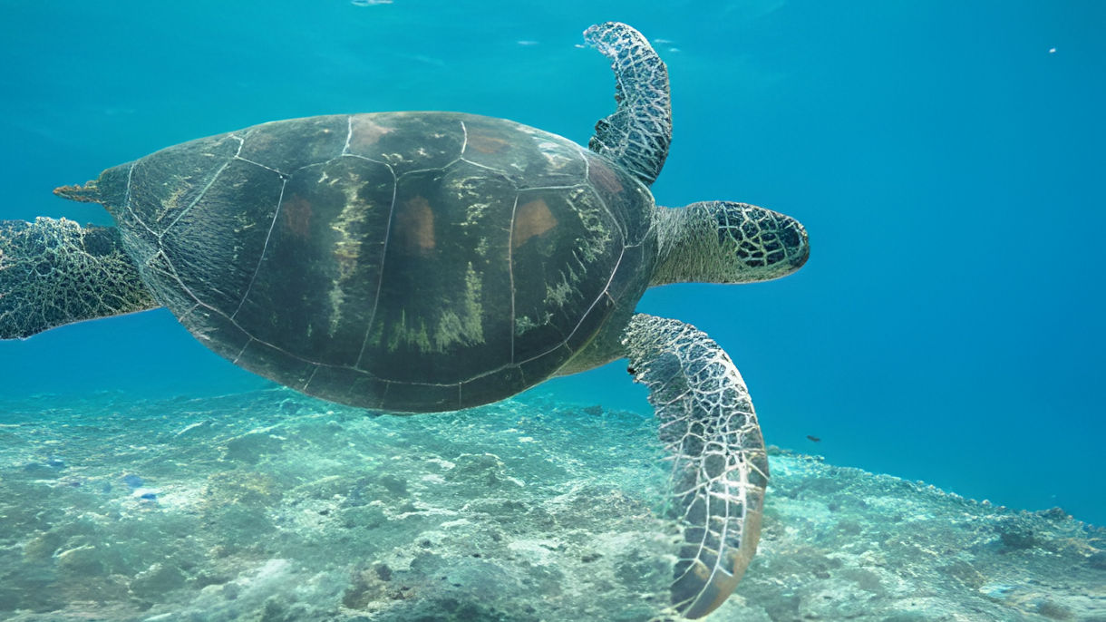 Marine Biology and Reef Snorkelling