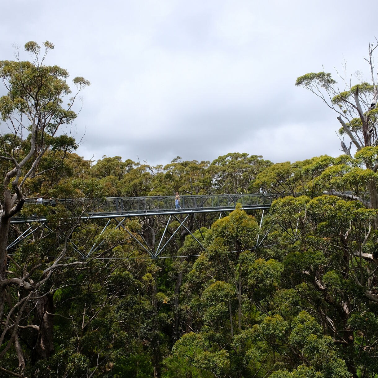 Elevated walkway stretching through tall green eucalyptus trees with a person walking along it.