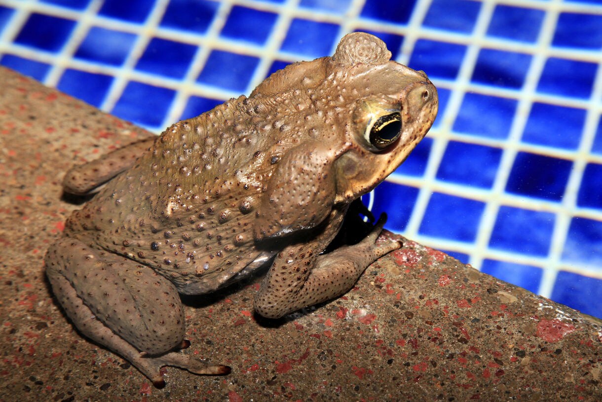 Close-up of a cane toad with bumpy brown skin sitting by a tiled blue swimming pool.