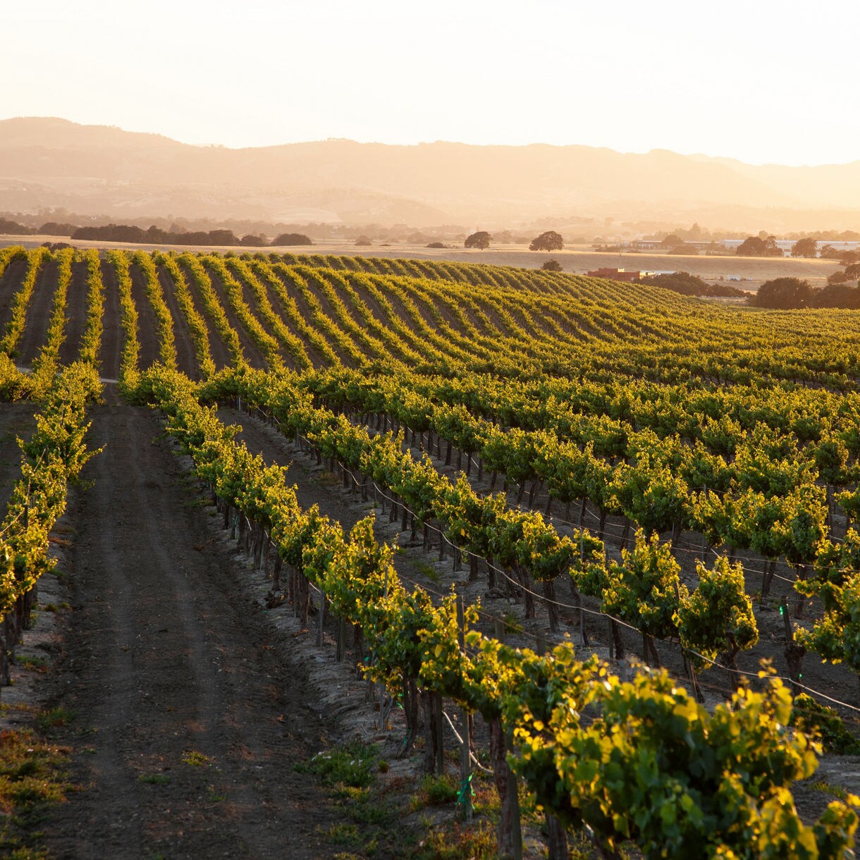 Expansive vineyard at sunset with neat rows of grapevines stretching into the distance, glowing in warm golden light against rolling hills.