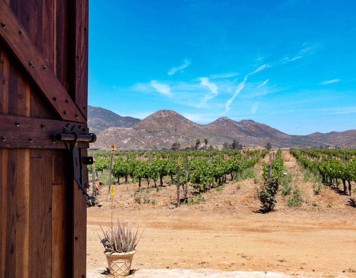 Wooden gate opening to rows of vineyards in Ensenada with mountain peaks and blue sky in the background.