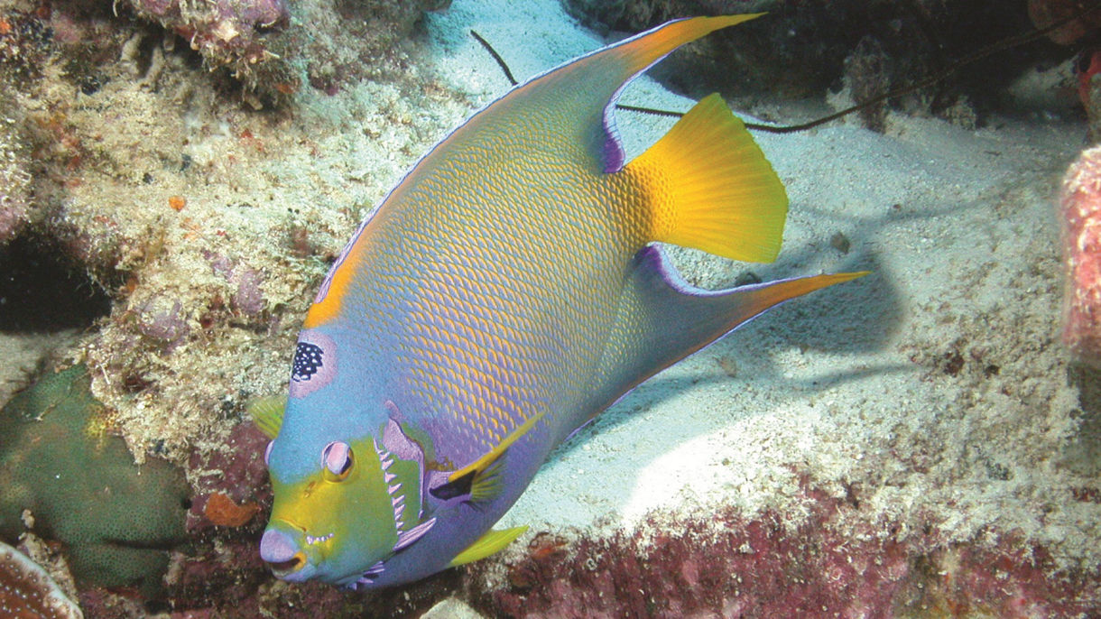 Glass-Bottom Boat Cruise & Sea Gardens