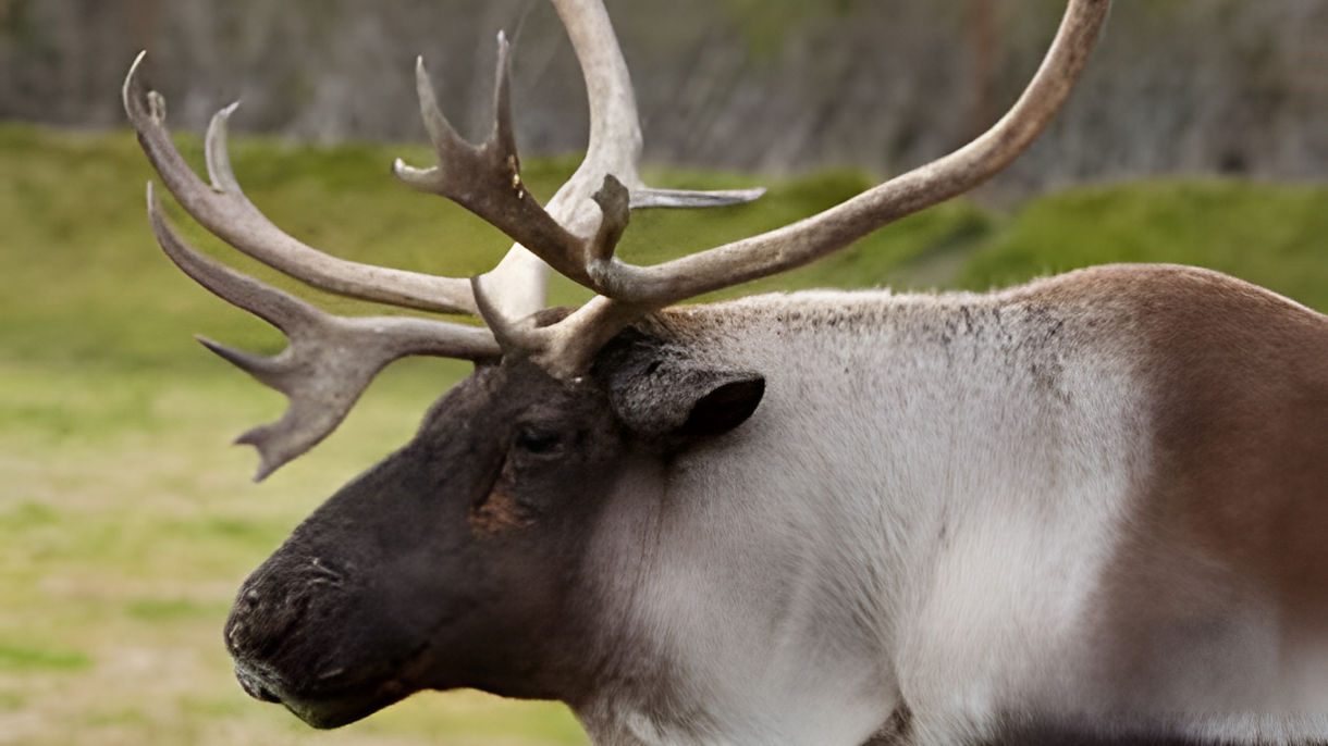 Turnagain Arm & Wildlife Conservation Center with Airport Transfer