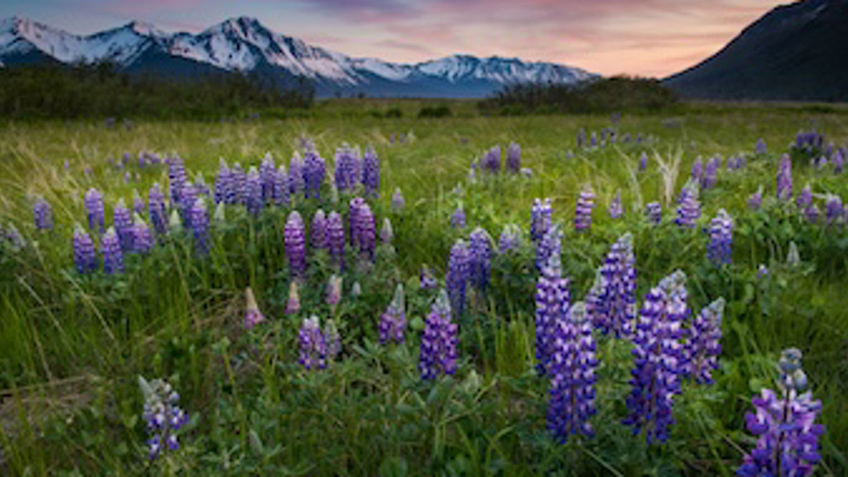 Chugach Photo Adventure - Roundtrip
