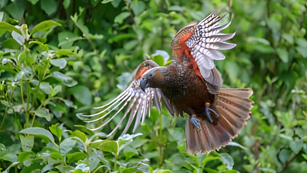 Best of Wellington: Te Papa & Zealandia Eco Experience