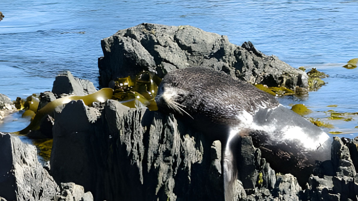 Seal Coast Safari