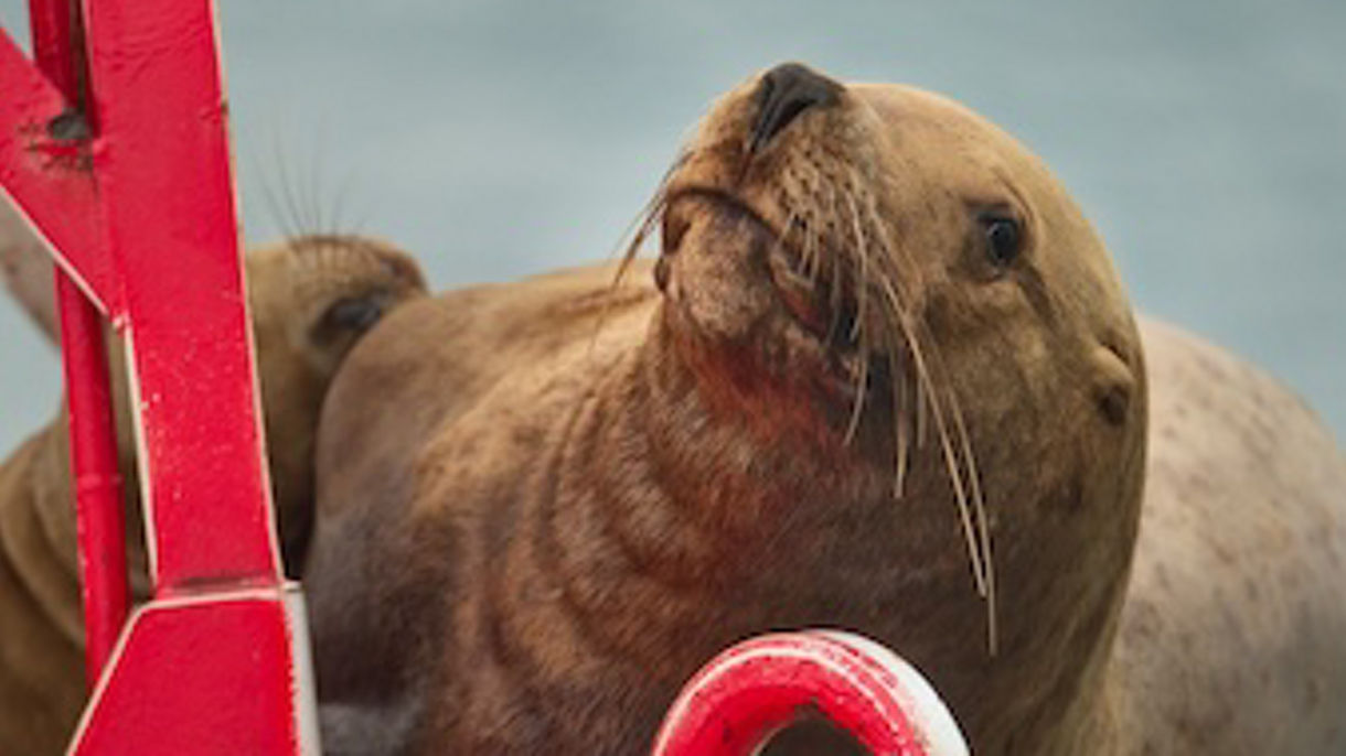 Wildlife Discovery Cruise