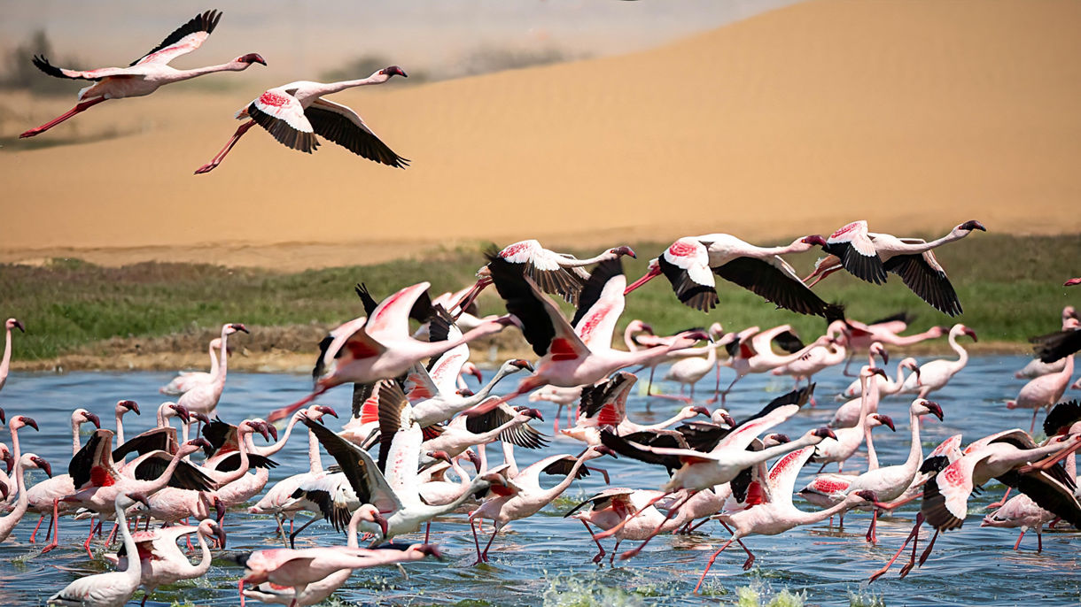 Flamingos, Sand Dunes and Gin