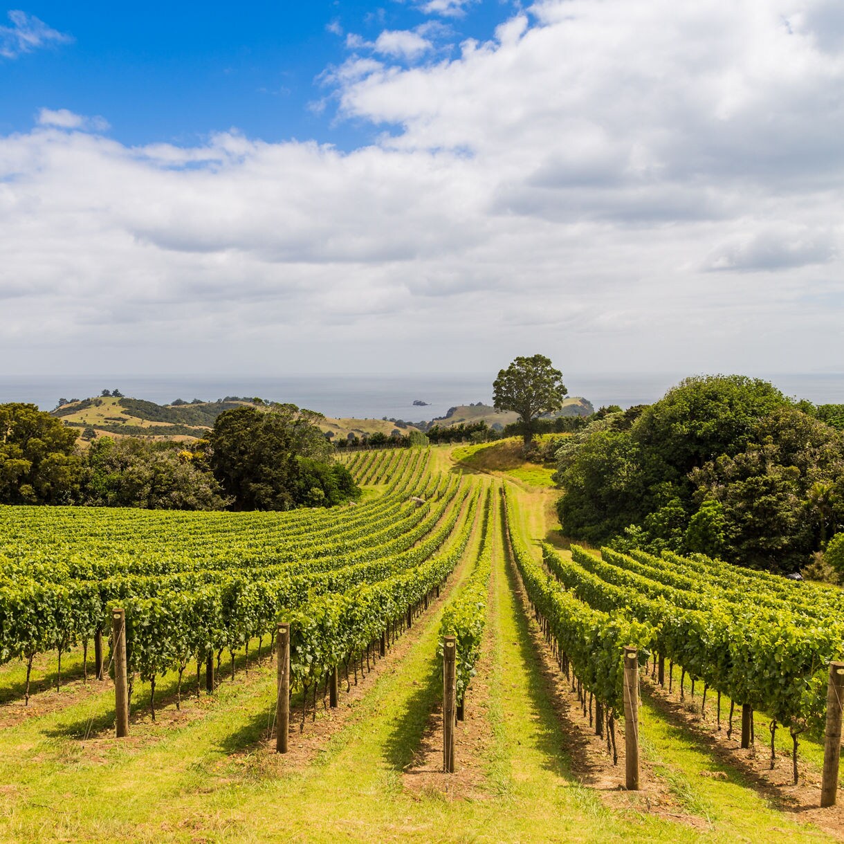 Vineyard rows on Waiheke Island with green hills, trees and the sea visible in the distance under a partly cloudy sky.