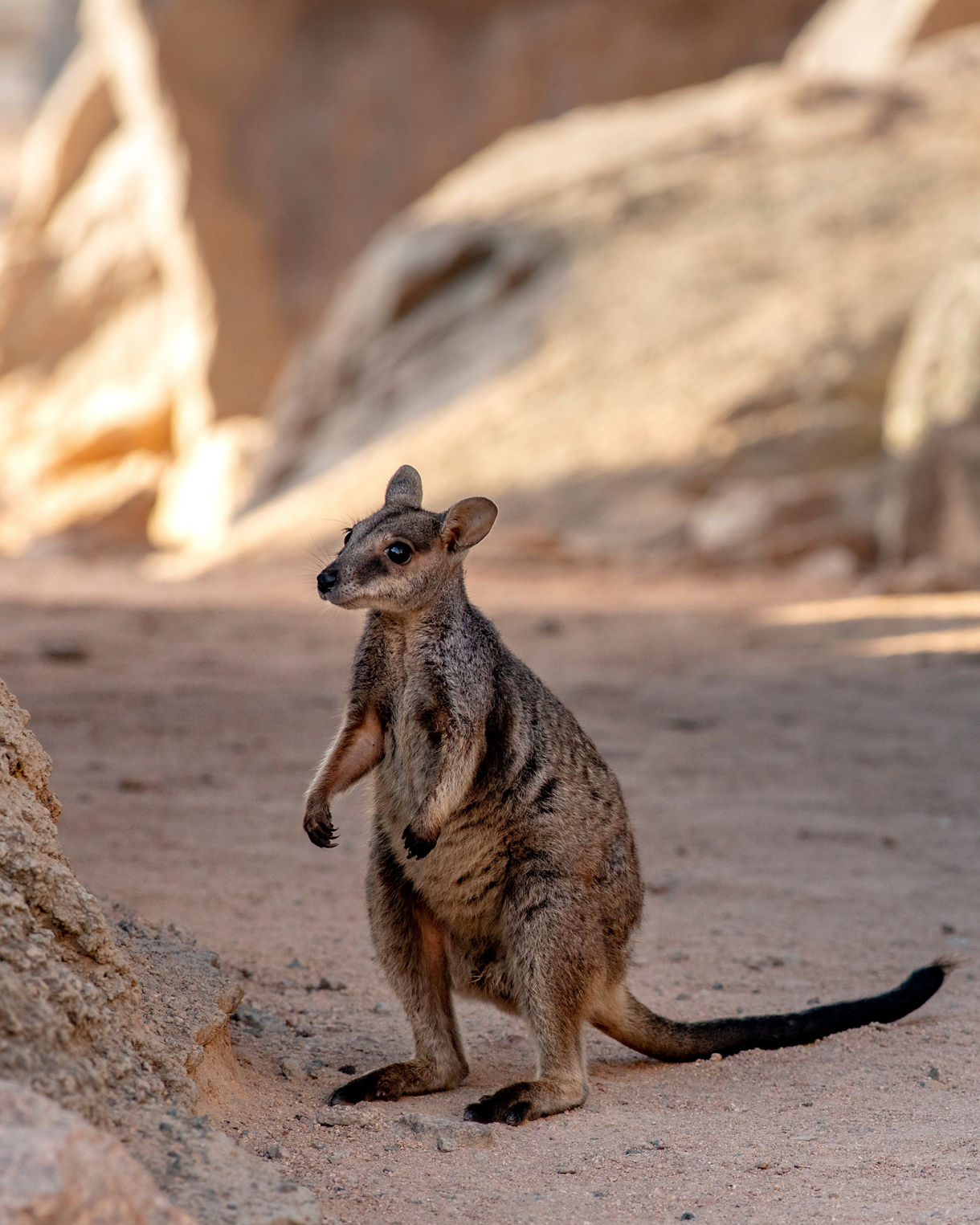 A small rock wallaby standing upright on sandy ground with rocky cliffs behind it.