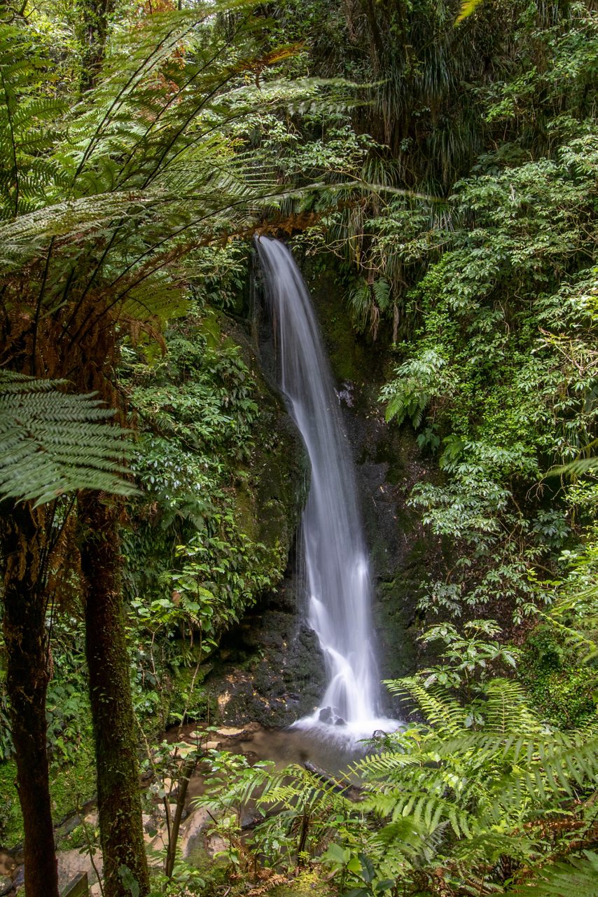 Tall, narrow waterfall flowing into a small pool surrounded by dense green ferns and forest.