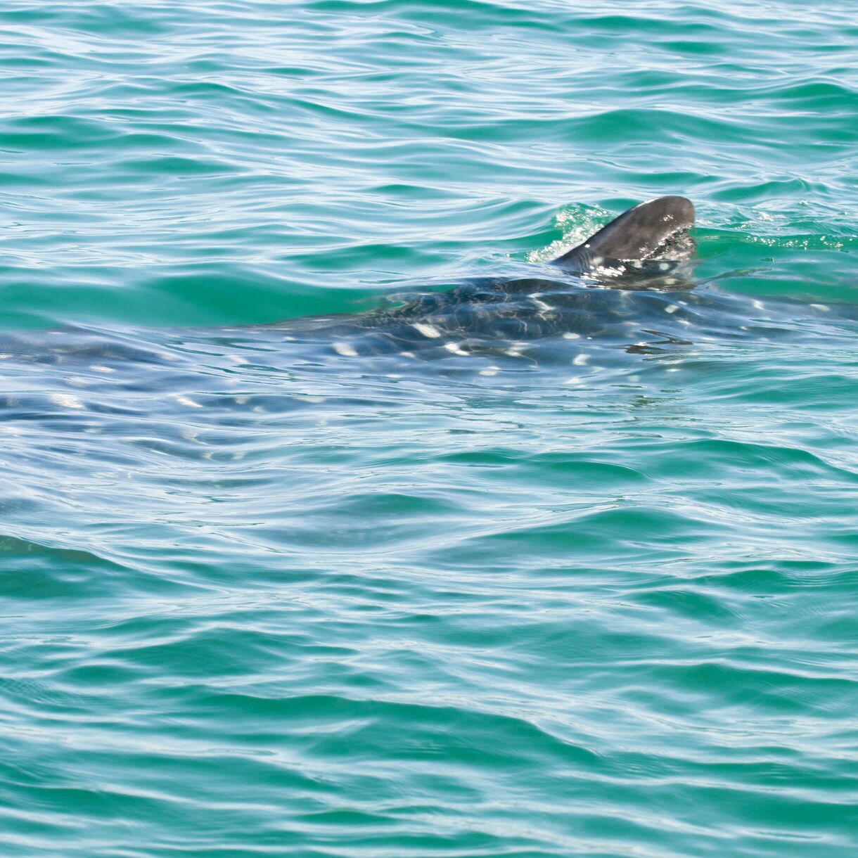 Whale shark partially visible beneath turquoise water, showing dorsal fin and speckled back.
