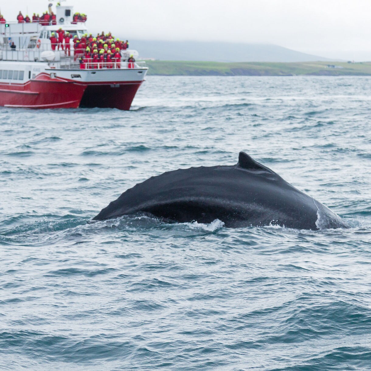 Whale-watching tour in Iceland, with a red boat full of passengers observing a humpback whale surfacing in the ocean near the coast.