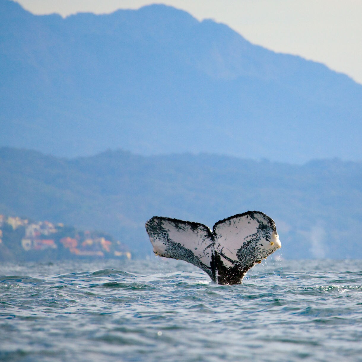 Whale tail rising above the ocean surface with Puerto Vallarta hills and coastline in the background.