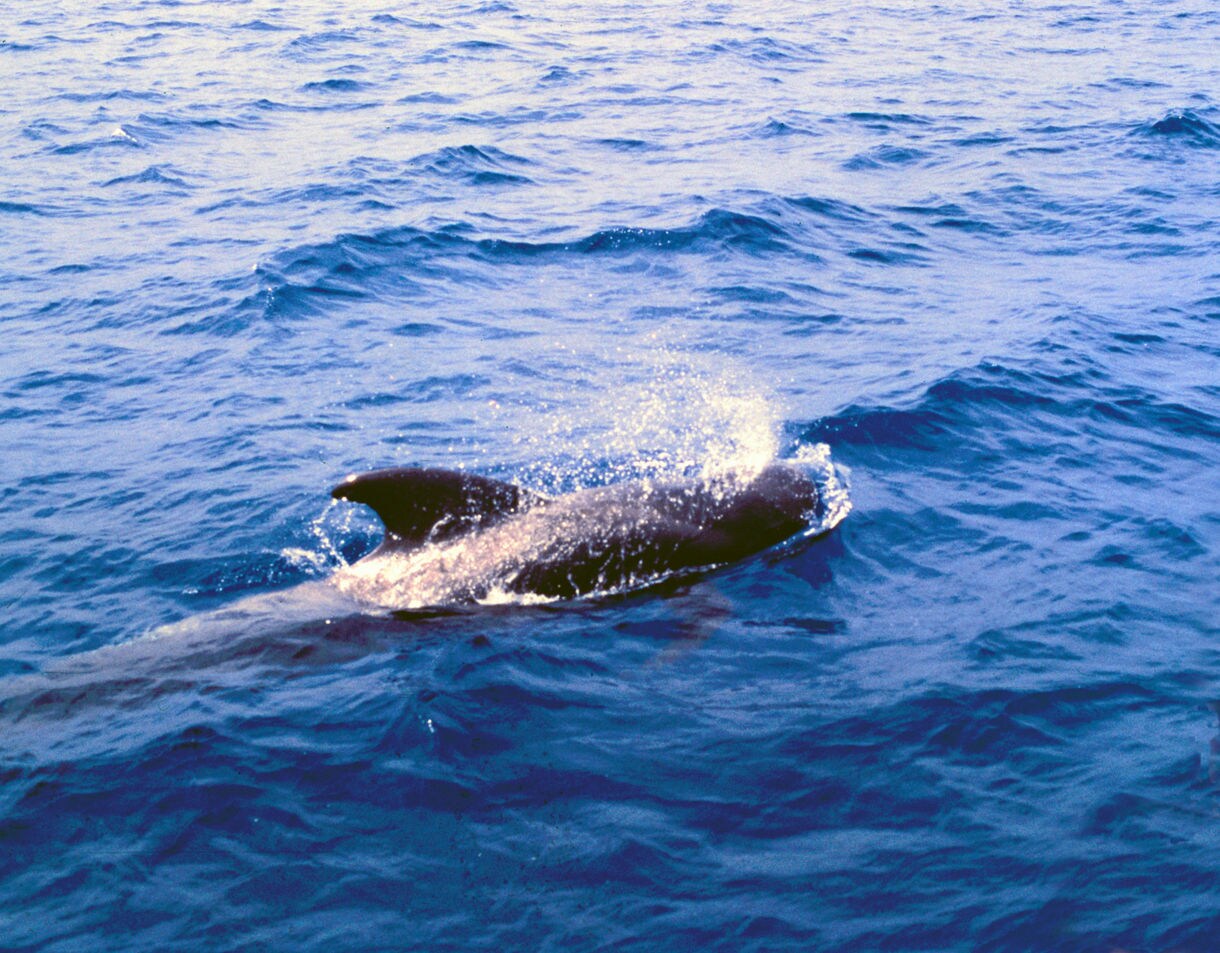 Close-up of a pilot whale surfacing and spraying water in the deep blue ocean off the coast of Tenerife.