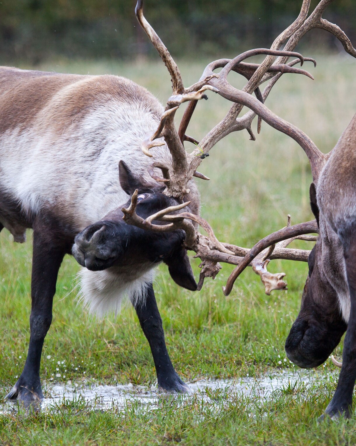 Caribou fighting, seward, alaska