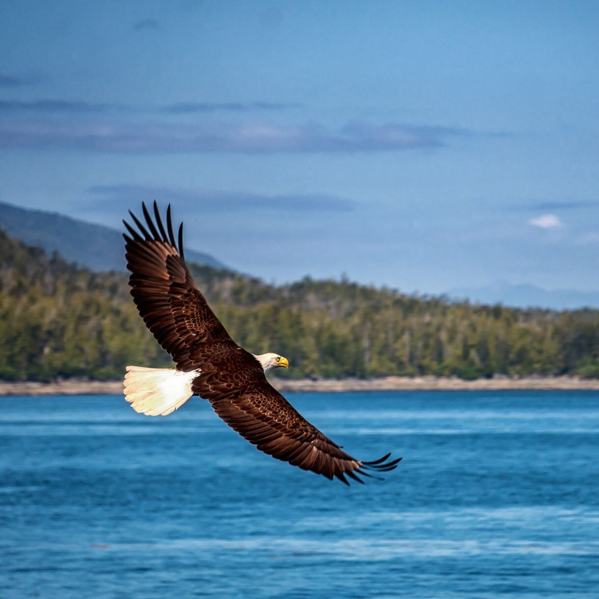 A bald eagle in mid-flight with wings fully spread, gliding above deep blue water near a forested Alaskan shoreline under a clear sky.
