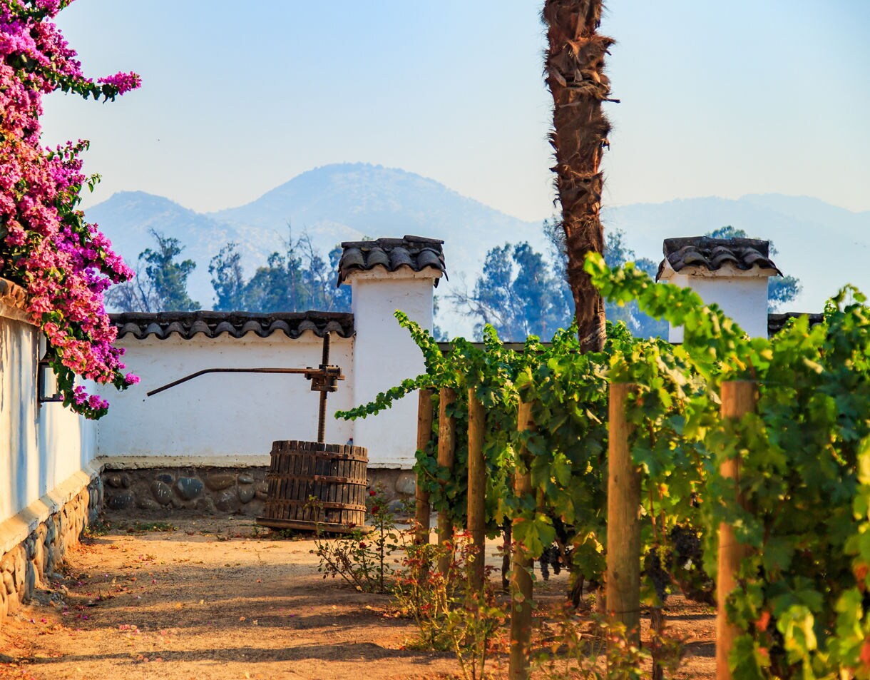 Vineyard in Chile’s Maipo Valley with rows of grapevines beside white adobe walls, bright pink bougainvillea and distant mountains under a clear sky.